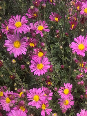 CHRYSANTHEMUM Raspberry Sorbet  SOLD GREEN